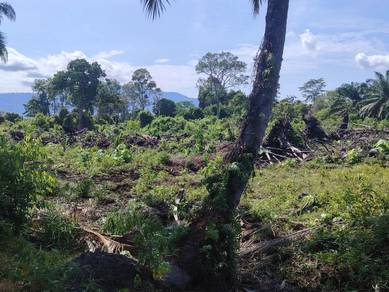 BUMI KELAPA SAWIT😊1.97ac KPG PAK DOLAH dekat KAMUNTING TOLL💕