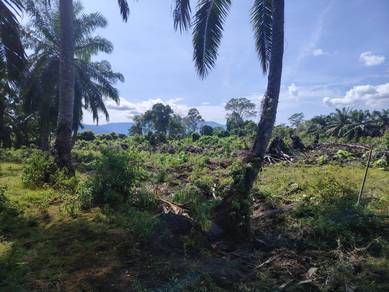 BUMI KELAPA SAWIT😊1.97ac KPG PAK DOLAH dekat KAMUNTING TOLL💕