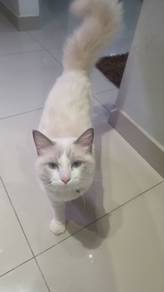 ragdoll male