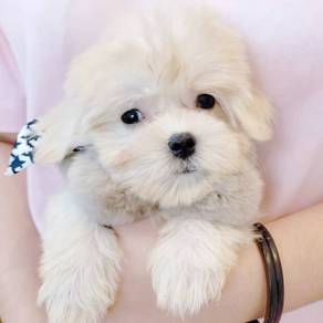 Maltese