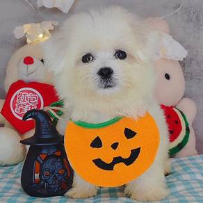Maltese
