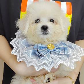 Maltese