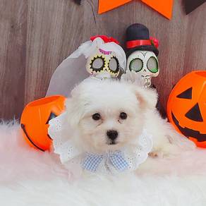 Maltese