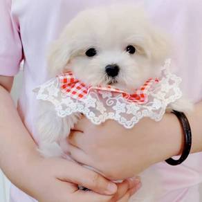 Maltese