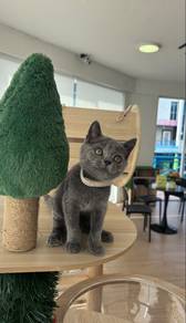 British Shorthair