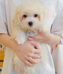 Maltese