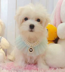 Maltese