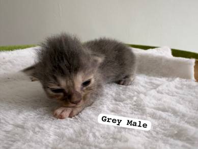 kitten mix DLH bulu kembang