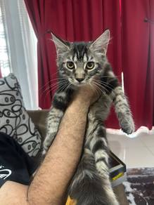 WTT - Male Mixed Mainecoon+DSH