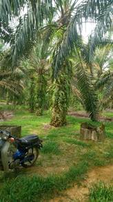 5.5 ekar freehold non bumi oil palm 