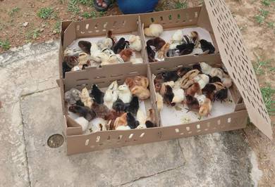 Anak Ayam Kampung Asli Orginal 