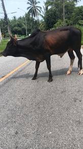 Lembu jantan
