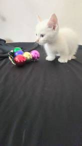 Munchkin Super Short