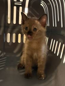 Siamese Kitten