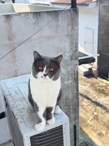 Bsh for rehome