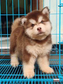 Alaskan Malamute