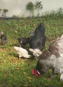 Brahma chicks for sale