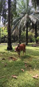 lembu jantan cukup umur untuk dijual