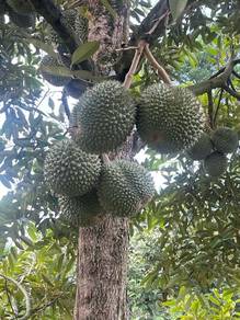 PAHANG kARAK(BESIDE TOLL) DURIAN ORCHARD3.46 ACRES FOR SALE