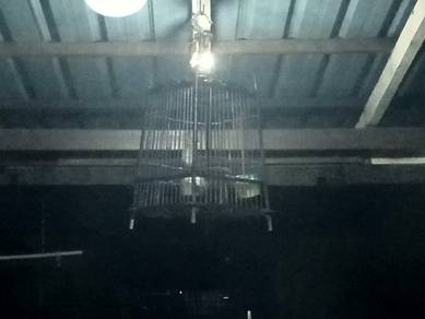 burung ketitir 