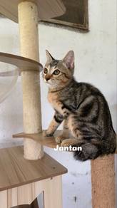 Kucing Baka Bengal Marble + Persian + DLH