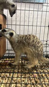 meerkat