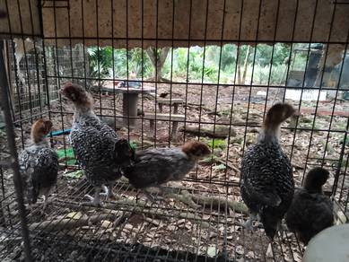 anak ayam arab
