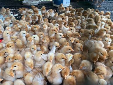 ayam penelur