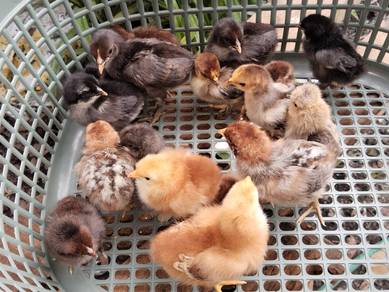 anak ayam , assorted chicks