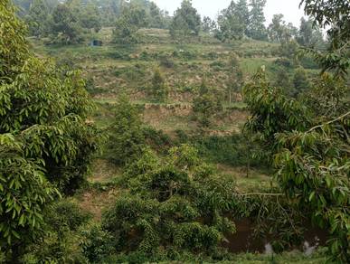 Durian farm kpg pantai non bumi