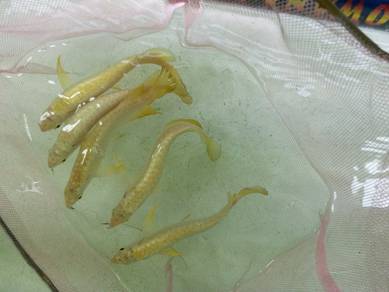 arowana golden crossback 5 inch -wholesale price