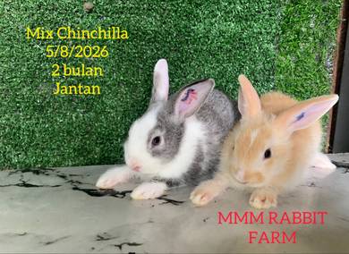 Mix Chinchilla