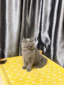 BLH blue kitten