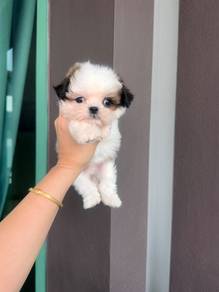 Pure Shih tzu puppy