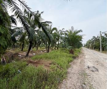2 Acre Agricultural Land Kuala Selangor