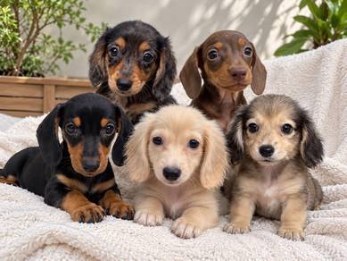 long coat n short coat dachshund