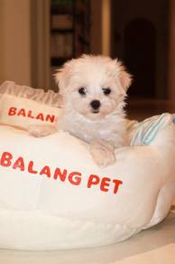 J0806 Maltese Small Breed Puppy