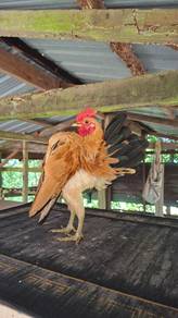 Ayam serama