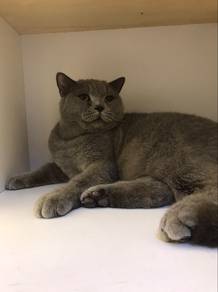 BSH Male for Rehome