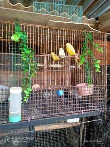 Burung baji
