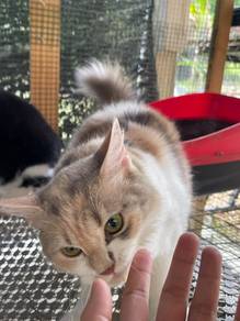 Rehome Wit Fee