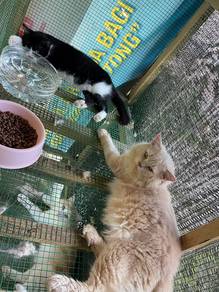 Rehome Wit Fee