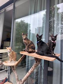 Cats for adoption