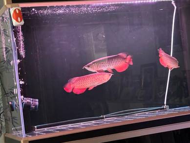3 Super Red Arowana 14-16” including Aquarium 5'
