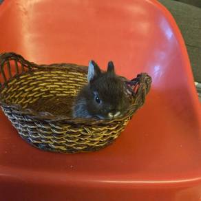 Pure netherland dwarf breed for sale