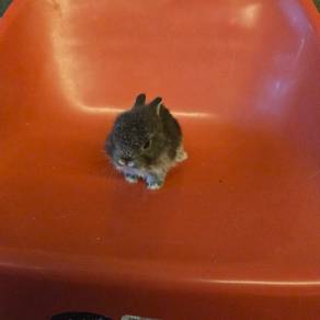 Pure netherland dwarf breed for sale