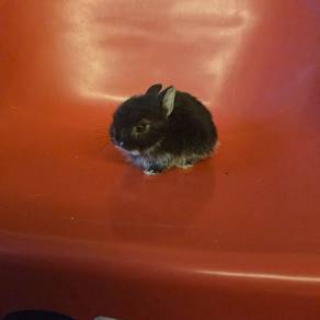 Pure netherland dwarf breed for sale