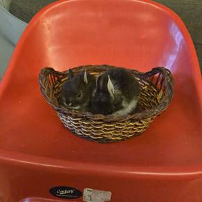 Pure netherland dwarf breed for sale