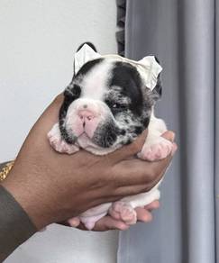 FRENCH BULLDOG PUPPIES G29🌻 Merle