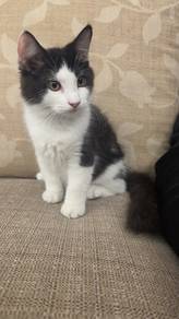 Mix Persian breed